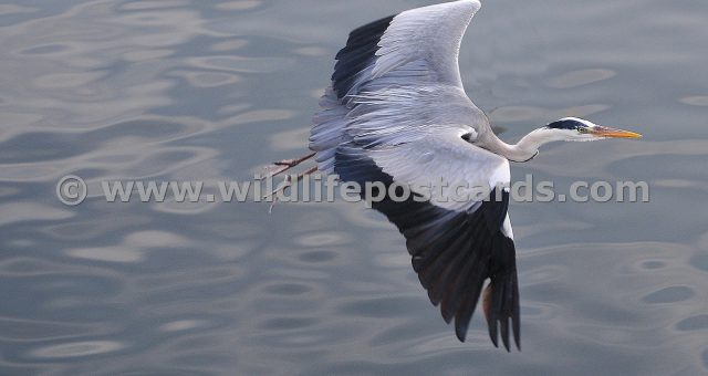 fb Heron in flight in Japan