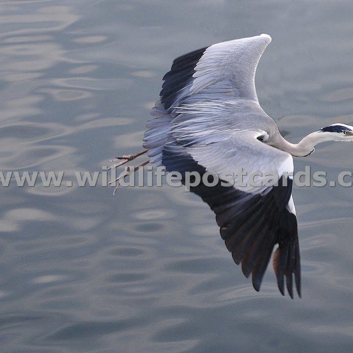 fb Heron in flight in Japan