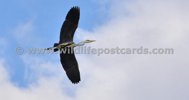 fc Heron in sky and clouds