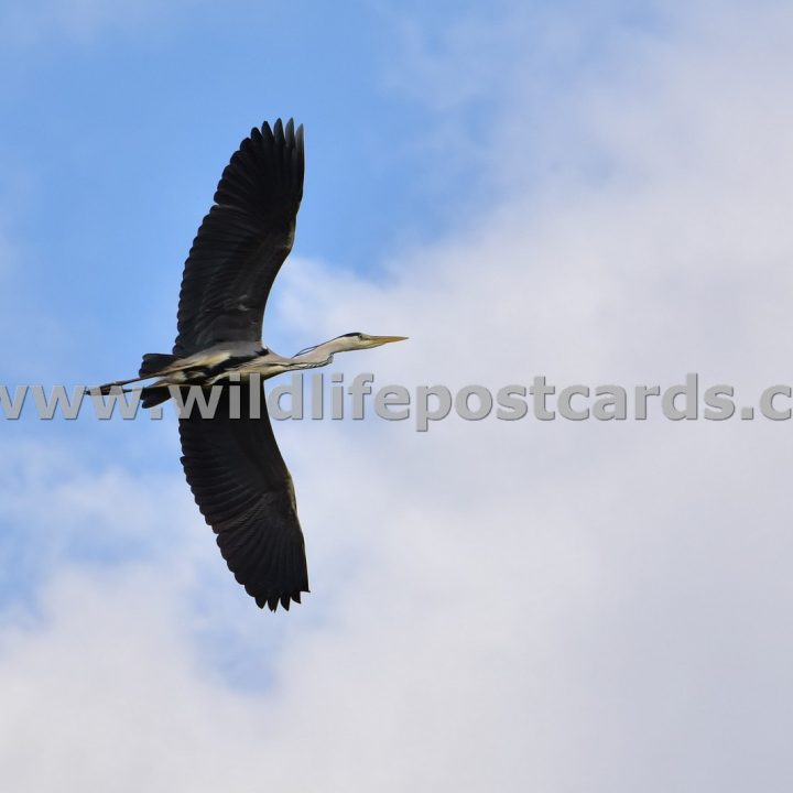 fc Heron in sky and clouds