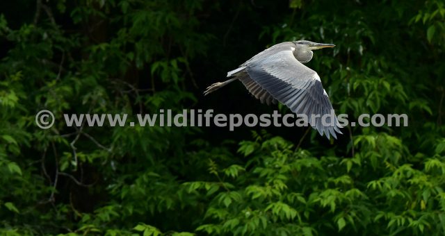 fd Heron with outstretched wing by Paul McElroy