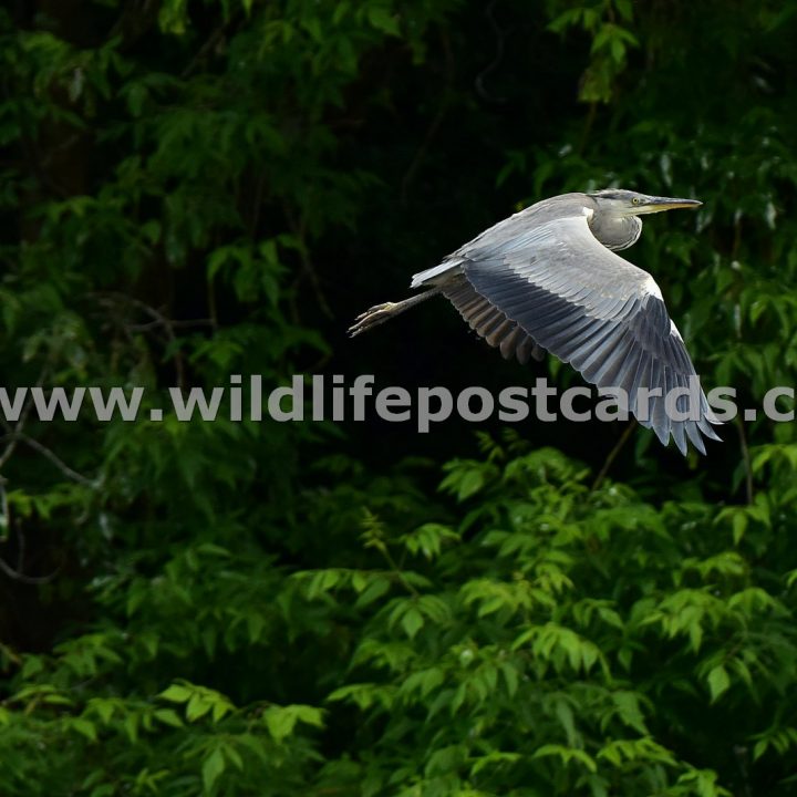 fd Heron with outstretched wing by Paul McElroy