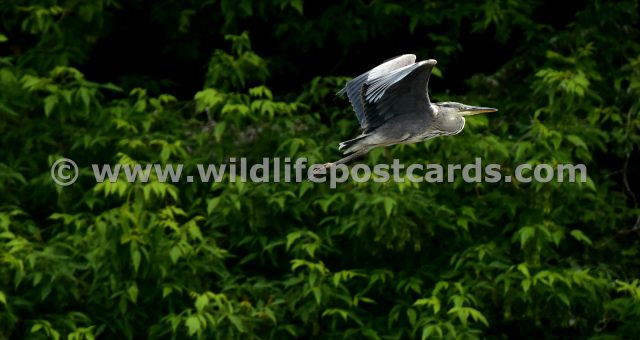 fe Heron flypast by Paul McElroy