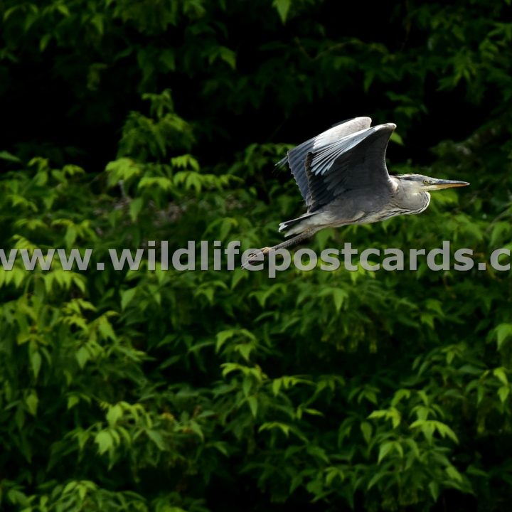 fe Heron flypast by Paul McElroy