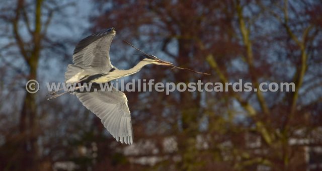 ff Heron nest builder by Paul McElroy