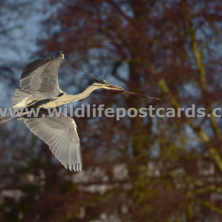 ff Heron nest builder by Paul McElroy