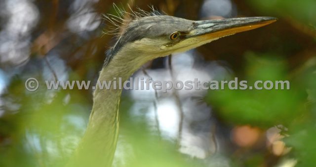 fg Heron at stained glass window by Paul McElroy