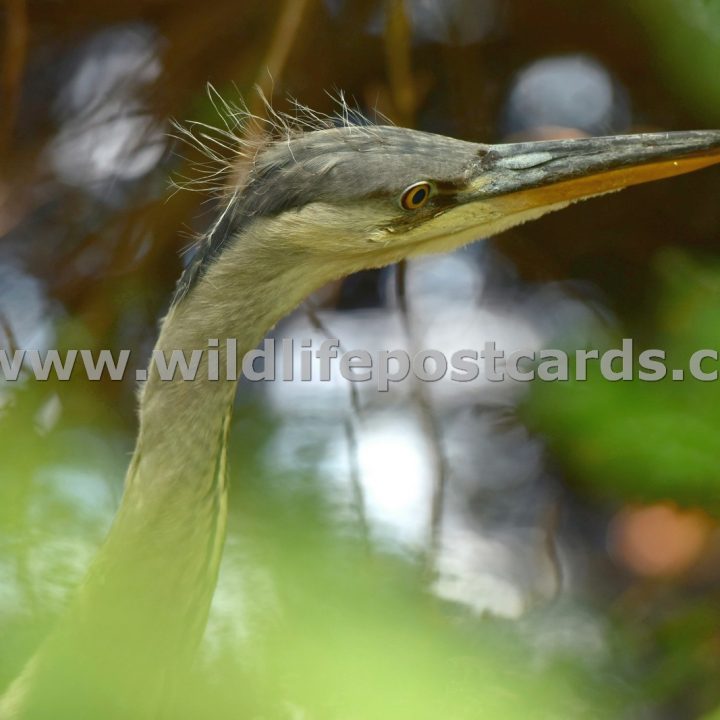 fg Heron at stained glass window by Paul McElroy