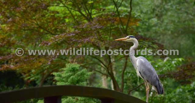 fh Heron at bridge by Paul McElroy