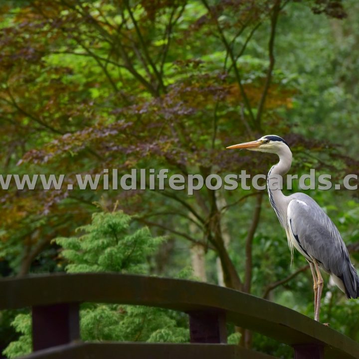 fh Heron at bridge by Paul McElroy