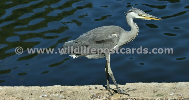 fi Heron at lakeside by Paul McElroy