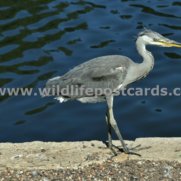 fi Heron at lakeside by Paul McElroy