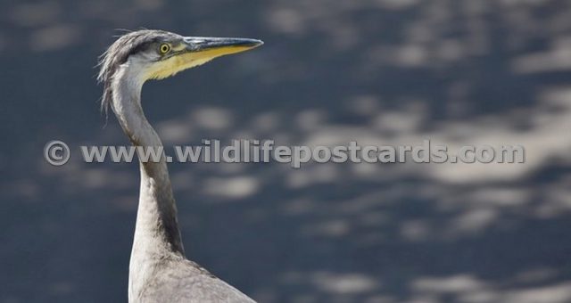 fj Heron stare by Paul McElroy