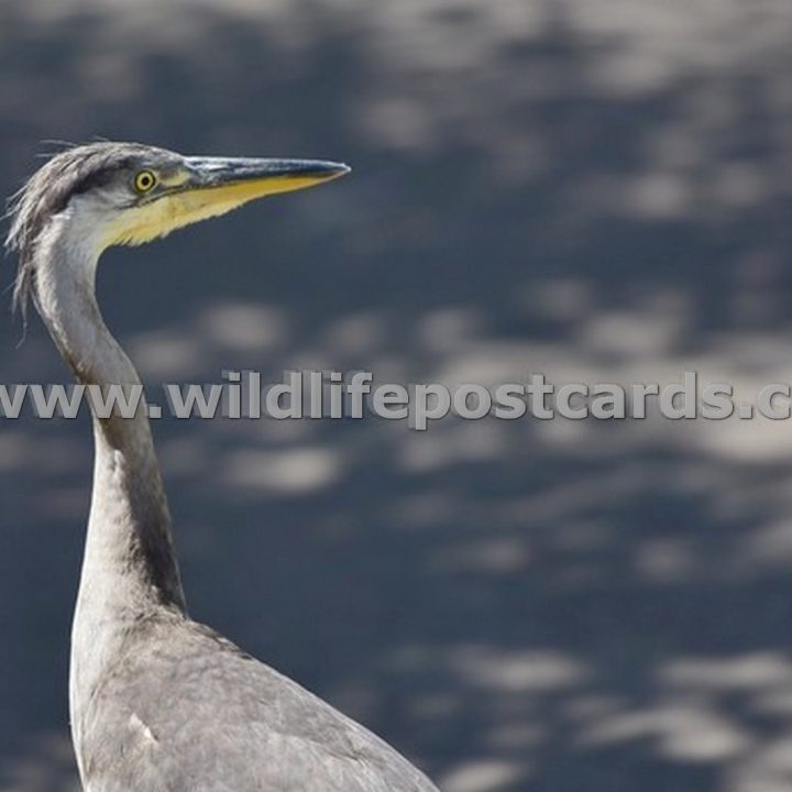 fj Heron stare by Paul McElroy