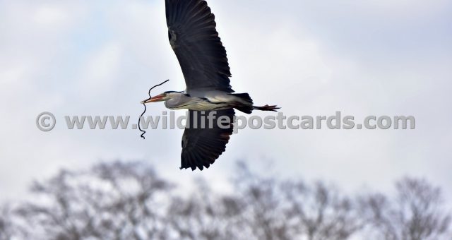 fk Heron with bow and arrow by Paul McElroy