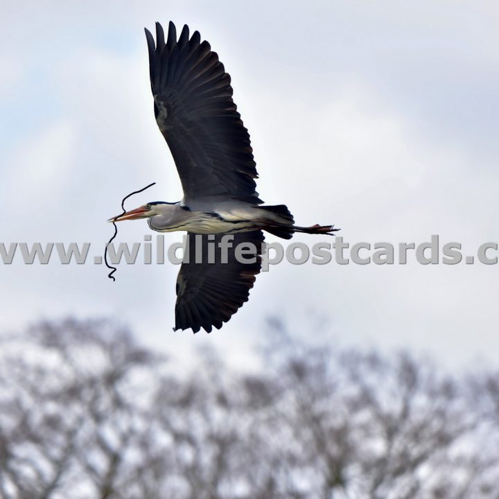 fk Heron with bow and arrow by Paul McElroy