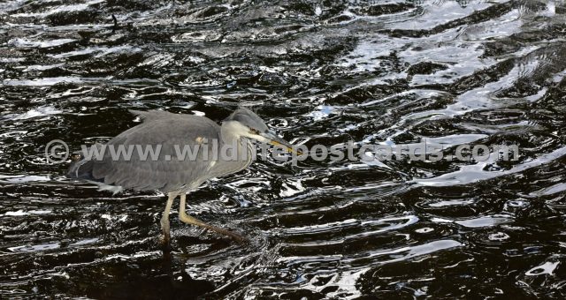 fl Heron in mottled waters by Paul McElroy