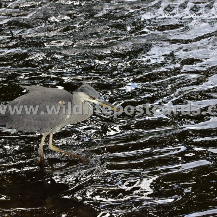 fl Heron in mottled waters by Paul McElroy