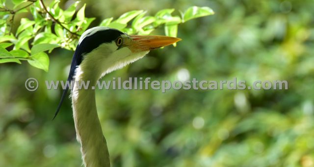 fm Heron near dappled trees by Paul McElroy