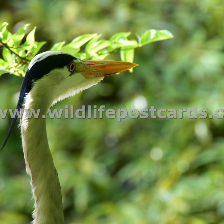 fm Heron near dappled trees by Paul McElroy