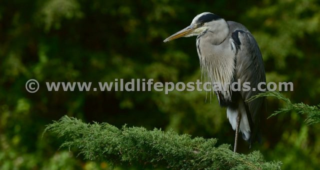 fn Heron at branch edge by Paul McElroy