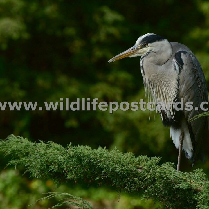 fn Heron at branch edge by Paul McElroy