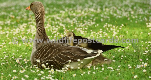 hb Greylag and babies by Paul McElroy