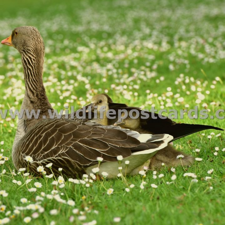 hb Greylag and babies by Paul McElroy