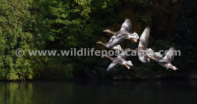 hc Greylag formation by Paul McElroy