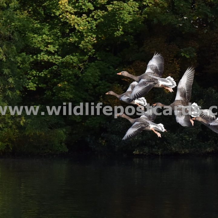 hc Greylag formation by Paul McElroy