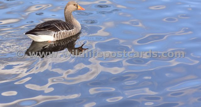 hd Greylag with a sky of blue by Paul McElroy