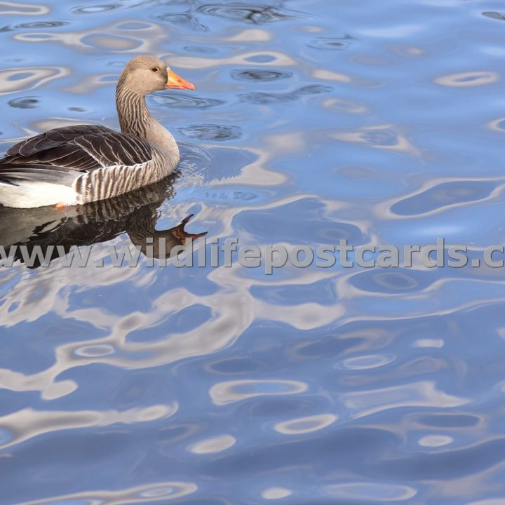 hd Greylag with a sky of blue by Paul McElroy