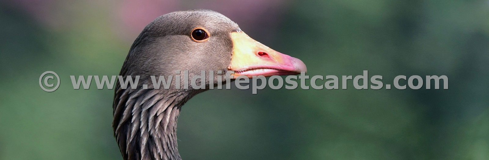 Greylags Gallery - click on a photo for details and prices