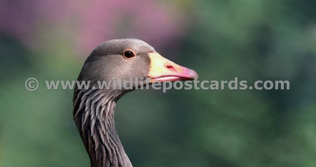 he Greylag in pink right by Paul McElroy