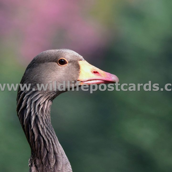 he Greylag in pink right by Paul McElroy