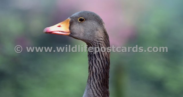 hf Greylag in pink left by Paul McElroy