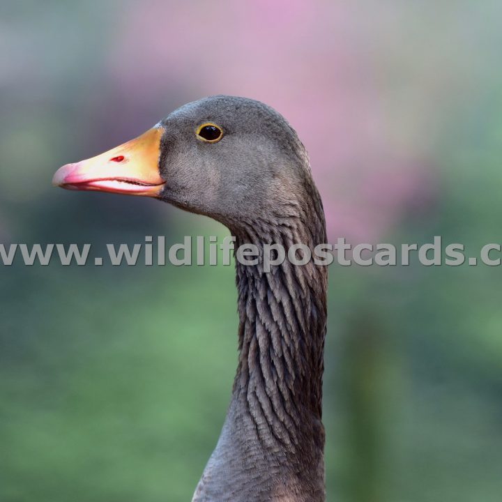 hf Greylag in pink left by Paul McElroy