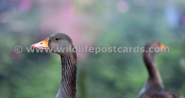 hg Greylag in pink full frame by Paul McElroy