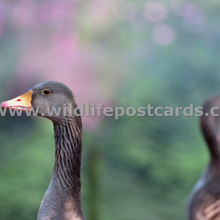 hg Greylag in pink full frame by Paul McElroy