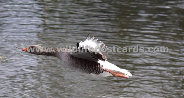 hh Greylag flight close up by Paul McElroy