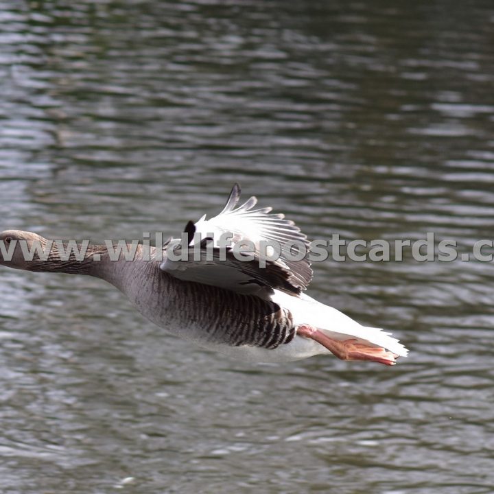 hh Greylag flight close up by Paul McElroy