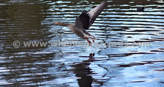 hi Greylag full wing stretch by Paul McElroy