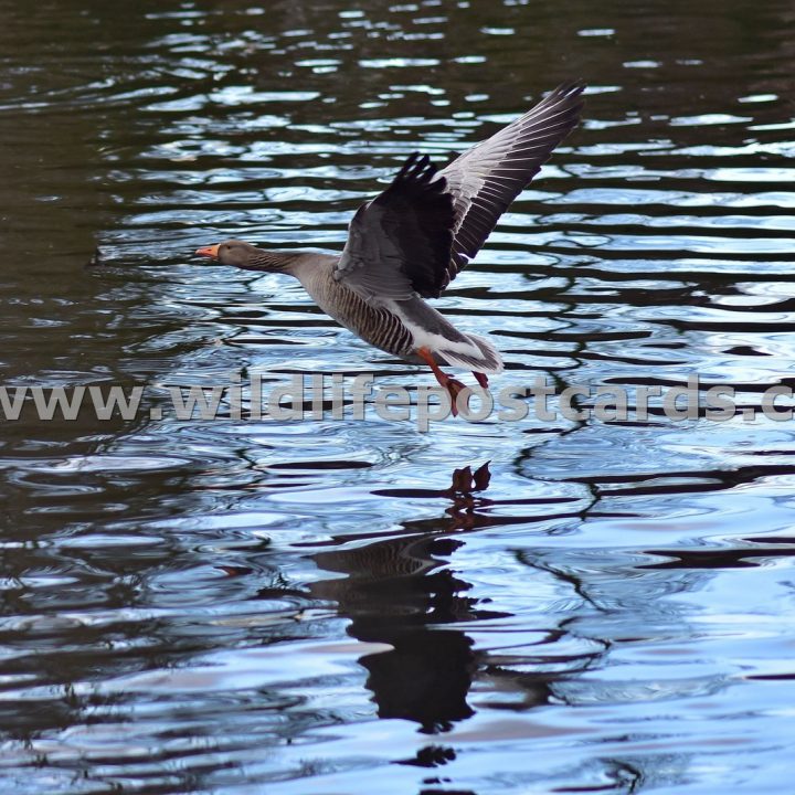 hi Greylag full wing stretch by Paul McElroy