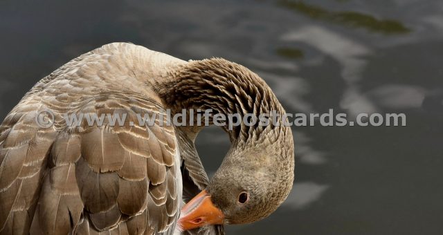 hj Greylag in tuck grey by Paul McElroy