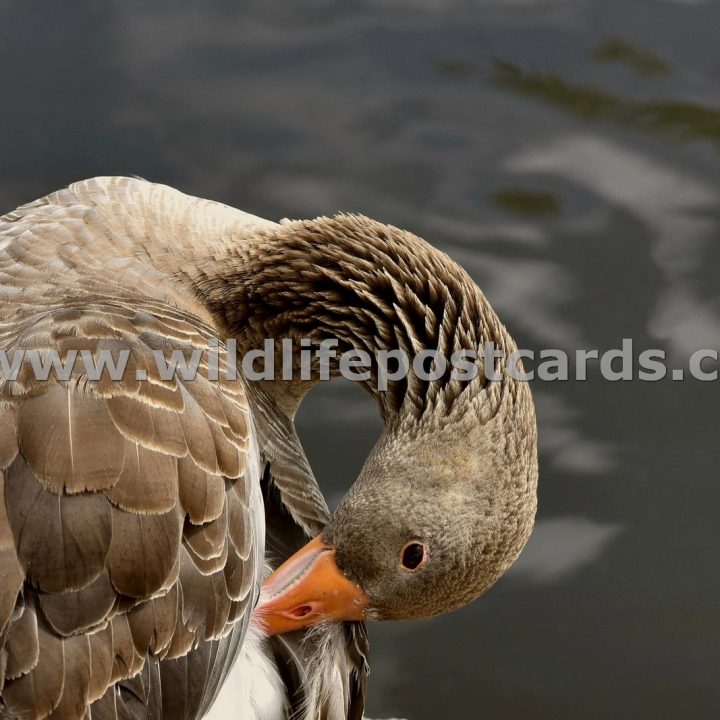 hj Greylag in tuck grey by Paul McElroy