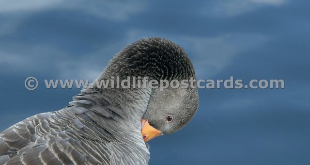 hk Greylag in tuck blue by Paul McElroy