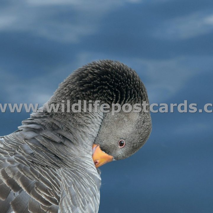 hk Greylag in tuck blue by Paul McElroy