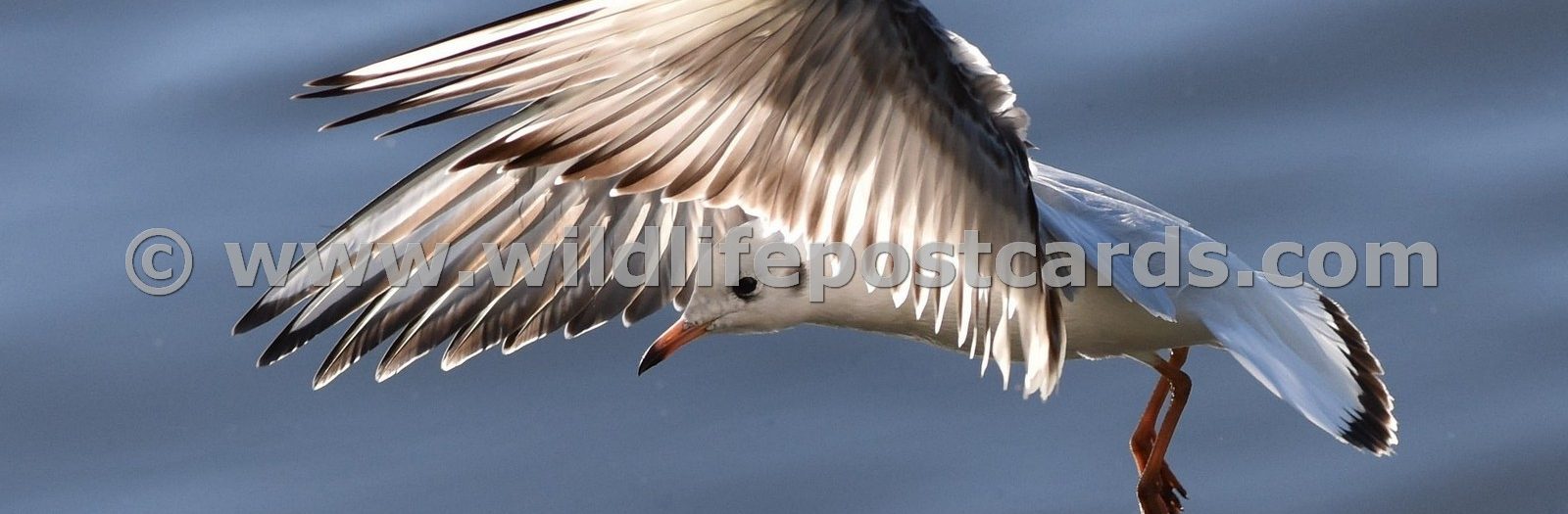 Gulls Gallery - click on a photo for details and prices