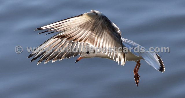 ga Translucent wing gull by Paul McElroy