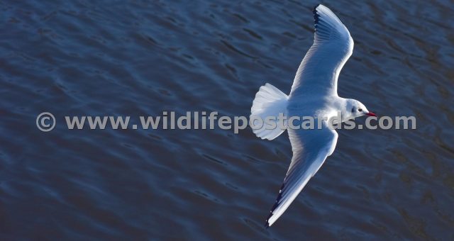 gb Gull aqua by Paul McElroy